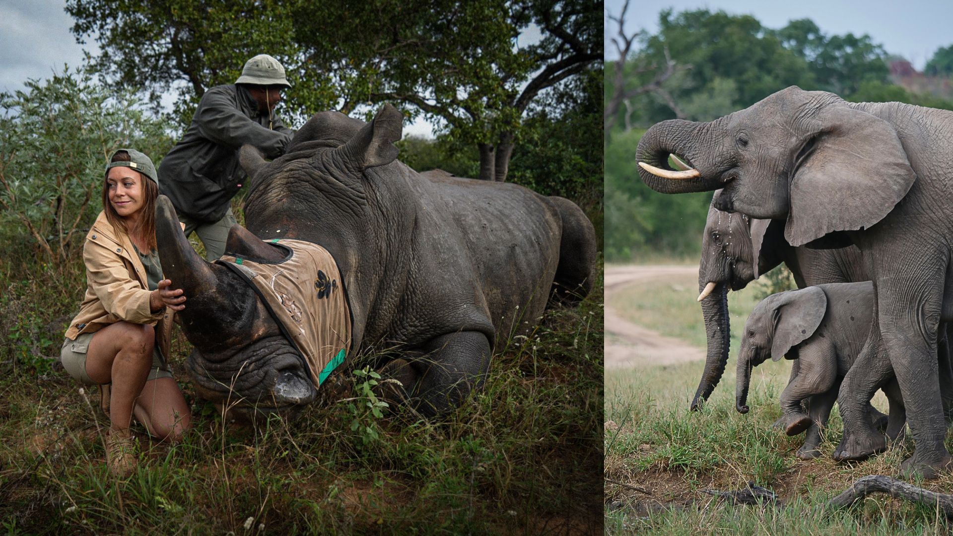 Kim Colson en mission de conservation avec rhinocéros et éléphants
